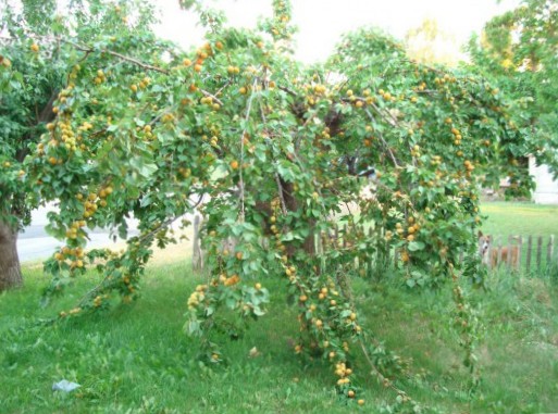 Абрикосовое дерево. Посадка абрикоса. Выращивание абрикосов.