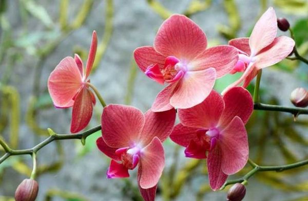 Что нужно учесть при выращивании орхидей