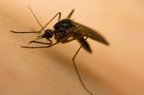 Как приготовить бальзам для отпугивания комаров и насекомых