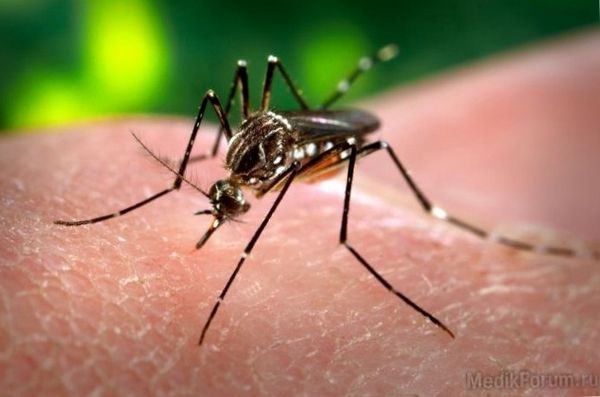 Как защититься от комаров
