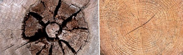 Nехнология и выбор продукта для биозащитной обработки древесины: