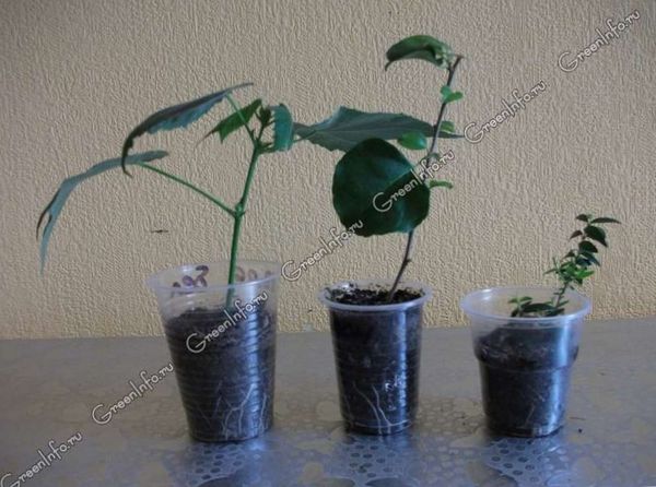 Размножение растений в домашних условиях