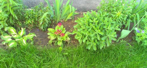 Советы по выращиванию и уходу цветка примулы садовой в открытом грунте: посадка и размножение - фото