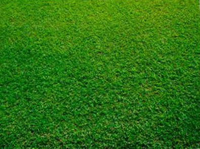 Выбор трав для устройства газона. Семена газонных трав. Газон: газонные травы. Трава для газона. Спортивный газон. Партерный газон.