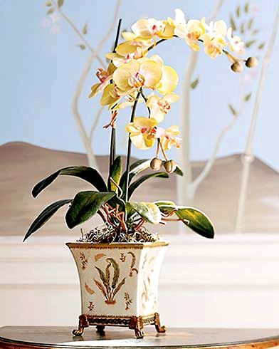 Как сажать орхидеи