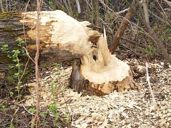 Как рубить дерево