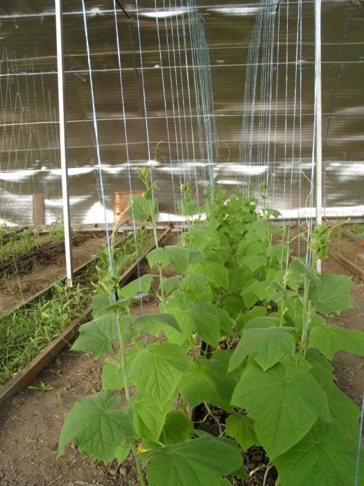 Как выращивать огурцы в теплице
