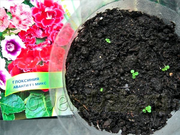 Как вырастить глоксиния из семян