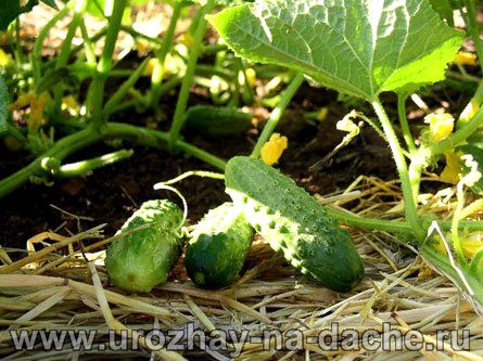 Как выращивать огурцы на грядке