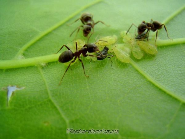 Как бороться с садовыми муравьями