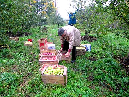 Как собирать яблоки
