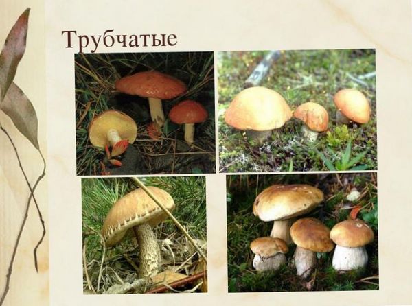 Фотографии грибов. Роль грибов.