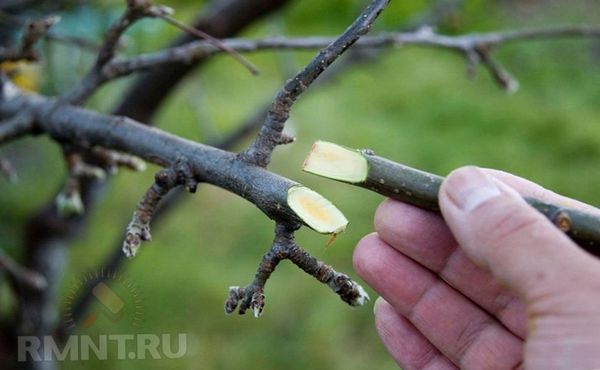 Как и когда роизводится окулировка плодовых деревьев