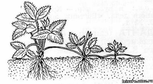Как размножать клубнику