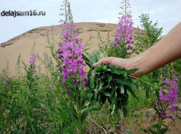 Как собрать и заготовить иван-чай. Полезные свойства иван-чая