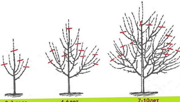 Как выполняется обрезка плодовых деревьев. Обрезка плодовых деревьев - инструкция, как сделать самому.