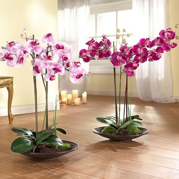 Как вырастить орхидею. Как выращивать орхидеи дома. Посадка орхидей. Выращивание орхидей. Условия выращивания орхидей. Выращивание орхидей в домашних условиях.
