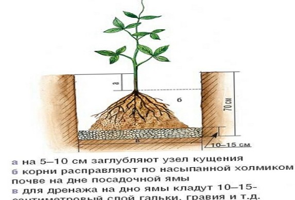 Посадка клематисов