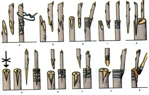 Привитое растение. Прививка растений. Способы прививки. Способы прививки деревьев. Способы прививки плодовых деревьев. Окулировка. Окулировка деревьев. Прививка в расщеп.
