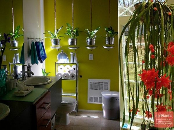 Растения в ванной. Растения для ванной комнаты. Комнатные растения для ванной. Комнатные растения в интерьере.