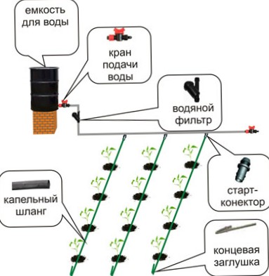 Солитерные посадки. Одиночные посадки. Растение солитер. Красивоцветущие растения. Просвирник. Ворсянка.