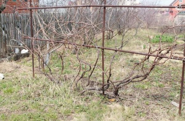 Советы огородникам относительно работ в саду и огороде в сентябре