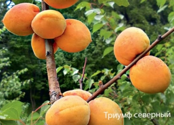 Выращивание абрикосов в умеренном климате