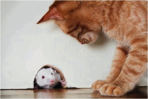 Как избавиться от запаха мышей