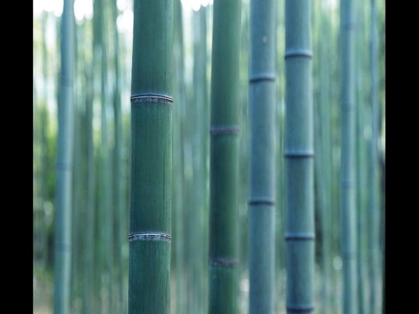 Как обрезать бамбук