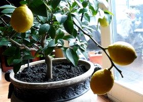 Как вырастить лимон в домашних условиях из косточки