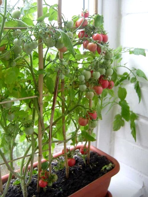 Как вырастить помидор на подоконнике