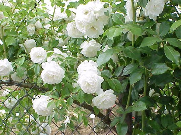 Как посадить плетистую розу