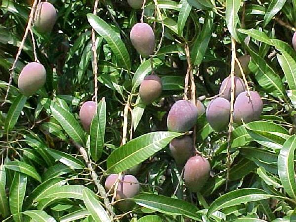 Как вырасти манго в домашних условиях