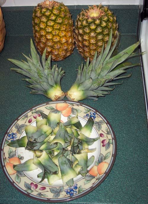 Как посадить верхушку ананаса