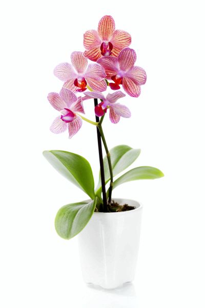 Как подкармливать орхидею