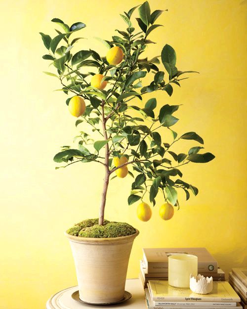 Как пересадить лимон