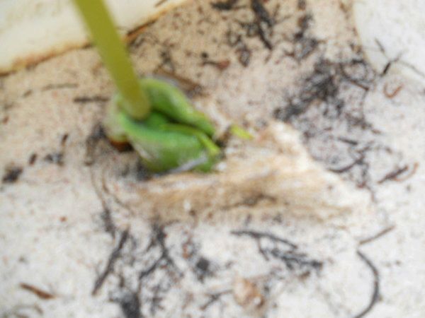 Манго: как вырастить тропический фрукт