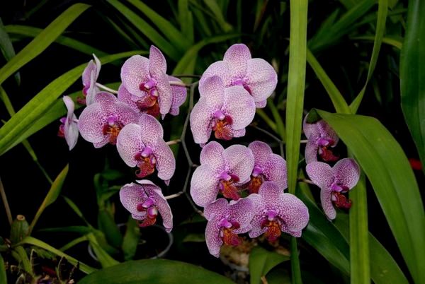 Как удобрять орхидеи