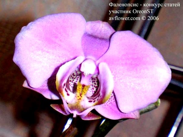 Как пересадить орхидею фаленопсис