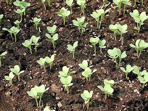 Как выращивать капусту из рассады