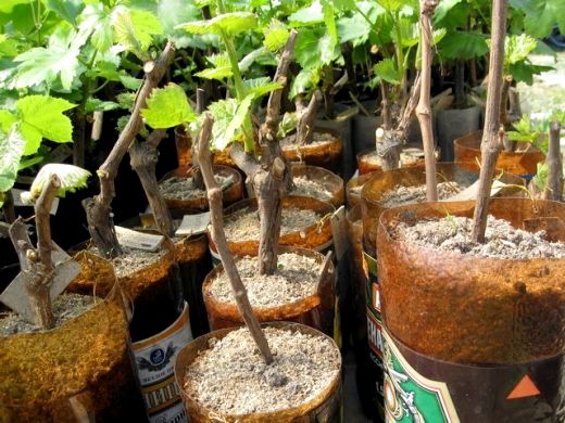Как вырастить виноград из чубука