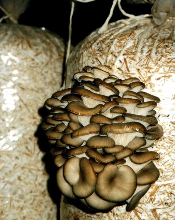 Как вырастить в своих условиях грибы вешенки