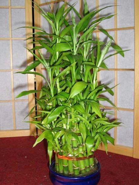 Как рассадить бамбук