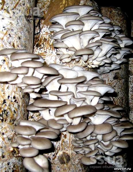 Как выращивать грибы вешенки