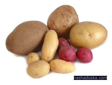 Ранняя картошка: секреты выращивания