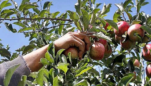 Как убрать урожай с яблонь быстро