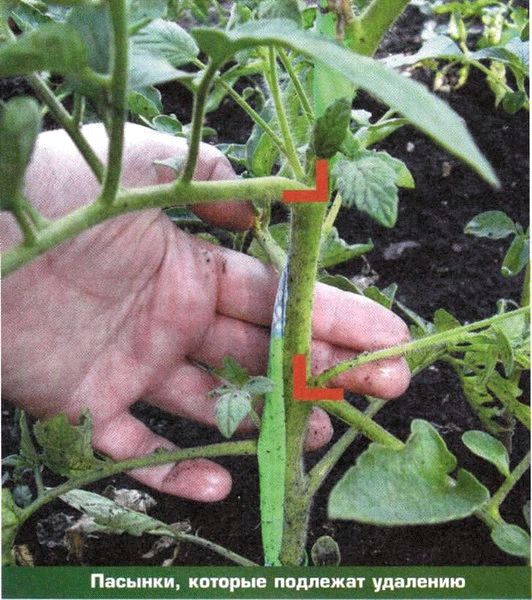 Как удалять пасынки у помидоров