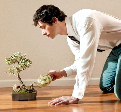 Как вырастить комнатное дерево