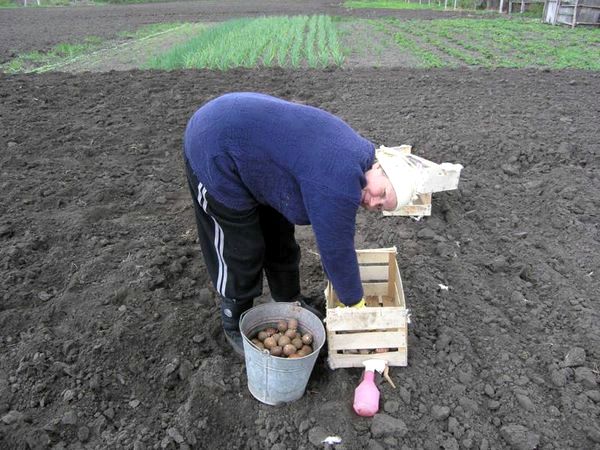 Как копать картошку