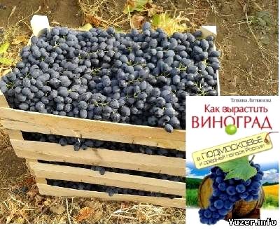 Как вырастить виноград в Подмосковье